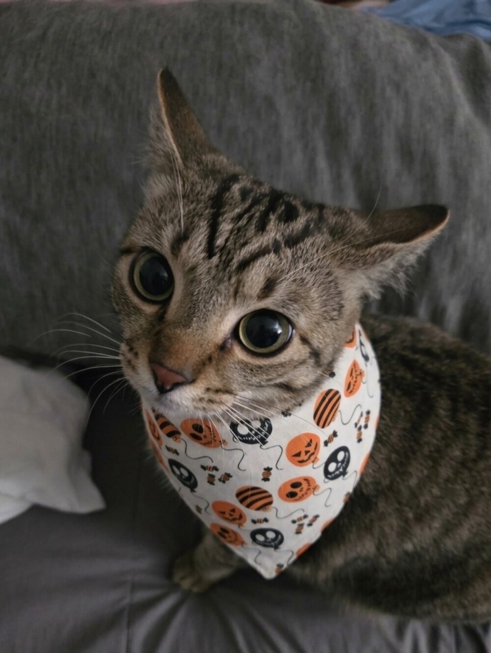 Handmade Spooky Halloween Jack-O'-Lantern & Skull Balloon Pet Bandana - Picture 2 of 3